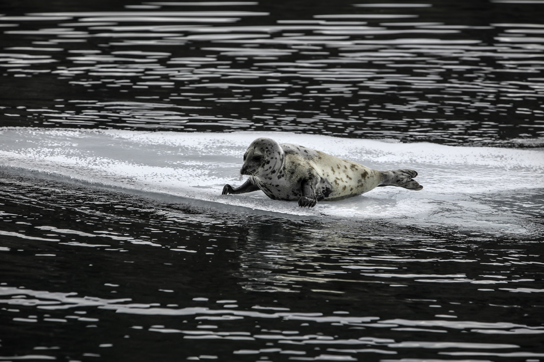 Seal Greenland Landscape